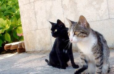 Faire fuir les chats de votre jardin