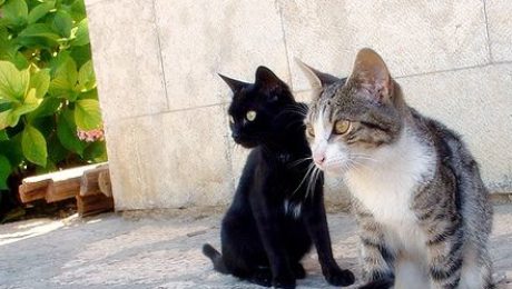 Faire fuir les chats de votre jardin