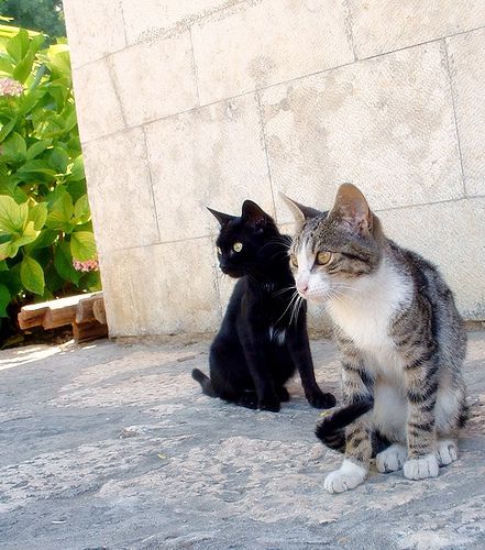 Faire fuir les chats de votre jardin