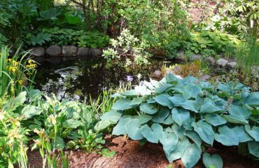 Un bassin dans son jardin