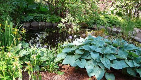 Un bassin dans son jardin