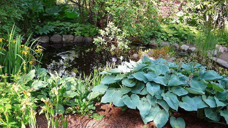 Un bassin dans son jardin