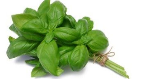 Basilic