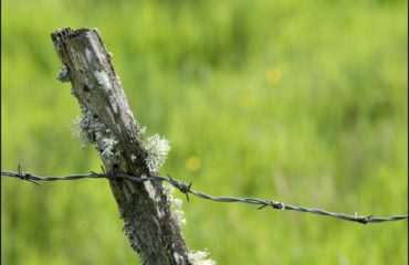 cloture-barbele1