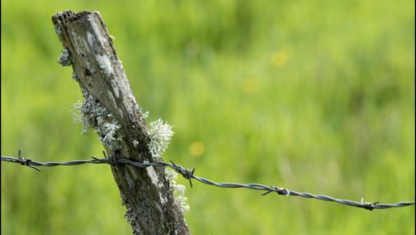 cloture-barbele1