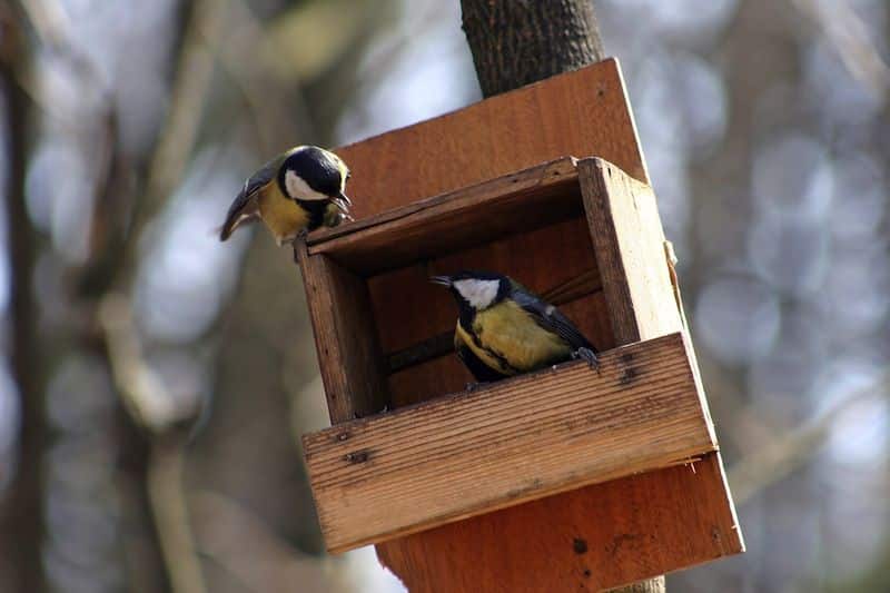 comment fabriquer une mangeoire pour oiseaux