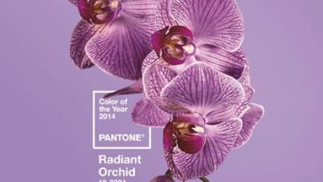 couleur 2014 rose orchidee