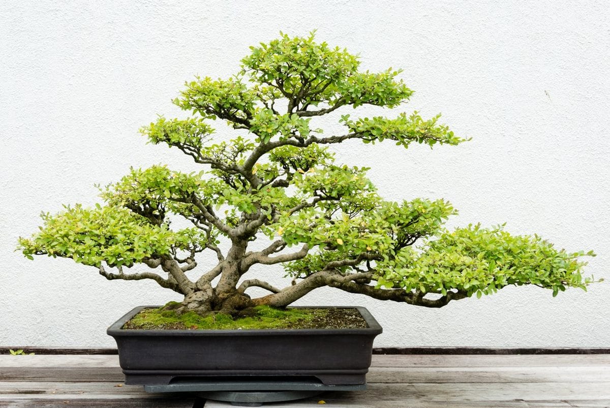 dj116 bonsai istock