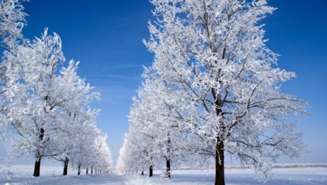 que faire dans son jardin en hiver