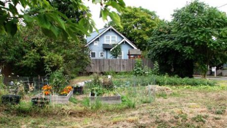 jardin