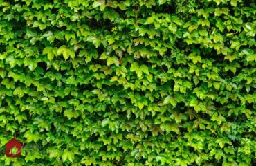 faire un mur végétalisé