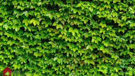 faire un mur végétalisé