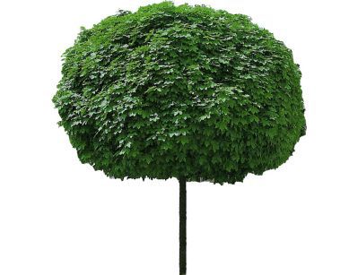 Arbre boule pour de l'ombre dans son jardin