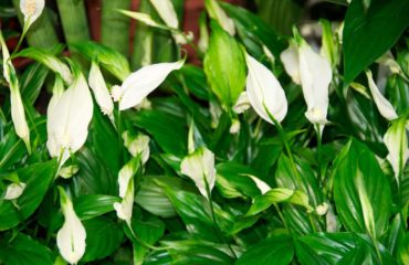 Les plantes dépolluantes