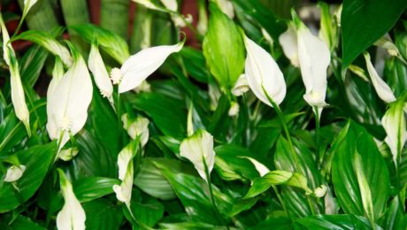 Les plantes dépolluantes