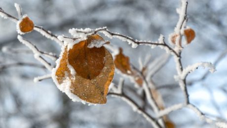 Que faire dans son jardin en fevrier ?