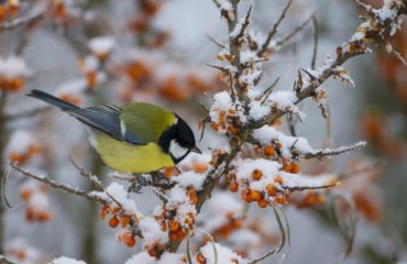 que faire dans son jardin en decembre