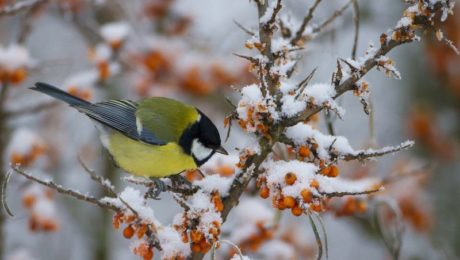 que faire dans son jardin en decembre