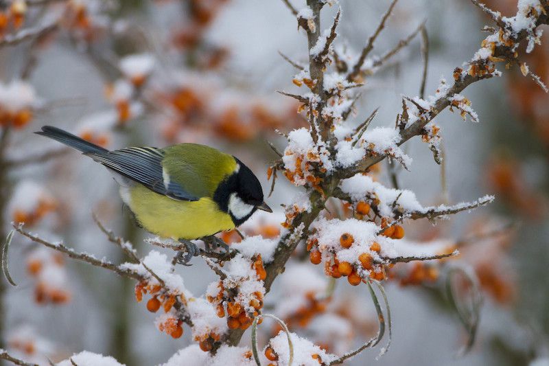que faire dans son jardin en decembre