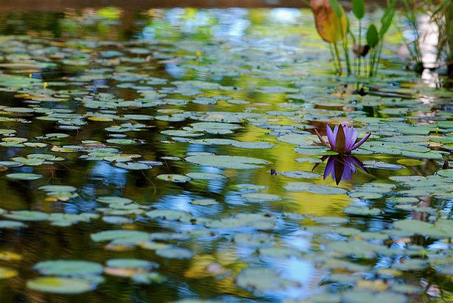 realisation bassin dans jardin